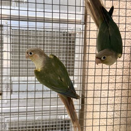 Couple conure molinae