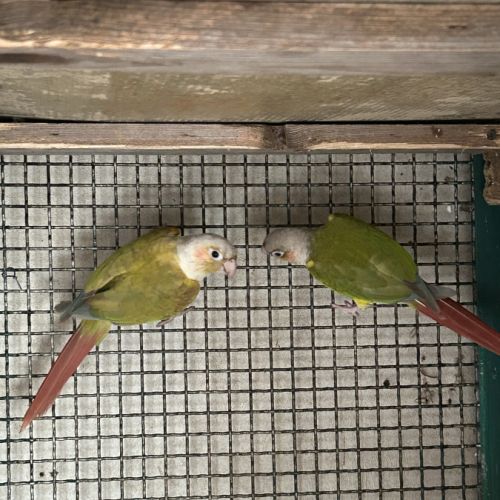 Couple conure molinae #2
