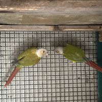 Couple conure molinae #2