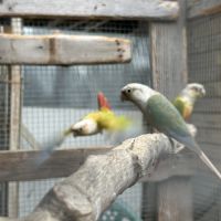 Couple conure molinae #3