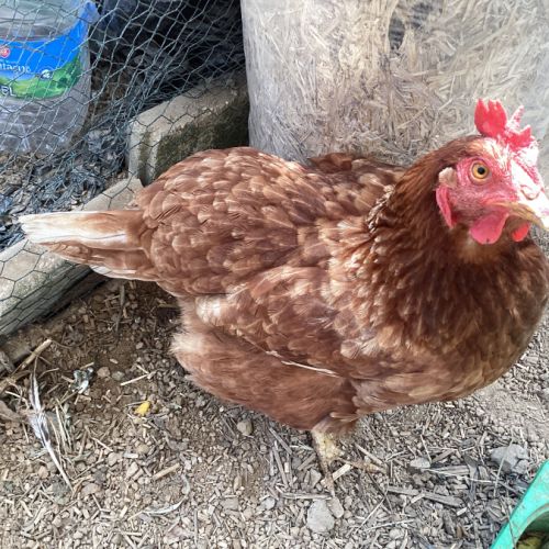 Poule rousse