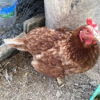 Poule rousse