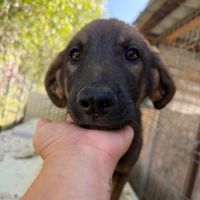 Oli tout jeune roumain à l'adoption #3