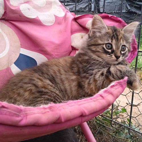 Sonia-chatonne de 4  mois à adopter #1