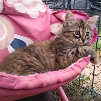 Sonia-chatonne de 4  mois à adopter #1