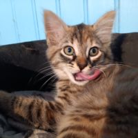 Sonia-chatonne de 4  mois à adopter