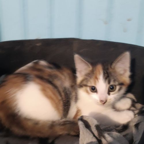 Anouchka-chatonne de 4 mois à adopter #3