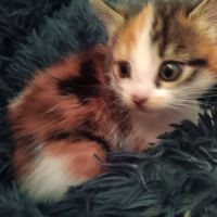 Anouchka-chatonne de 4 mois à adopter #1
