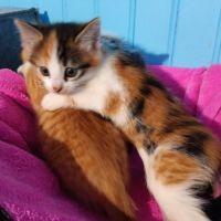 Anouchka-chatonne de 4 mois à adopter