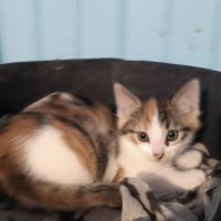Anouchka-chatonne de 4 mois à adopter #3