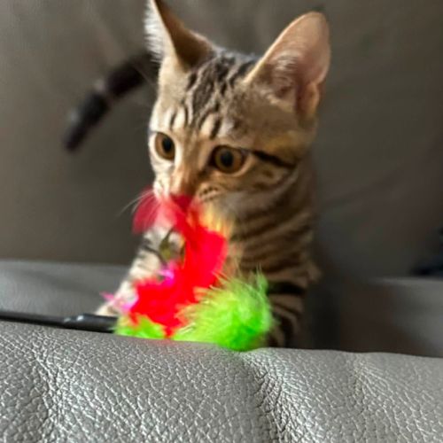 Metis, adorable chaton à l'adoption #1