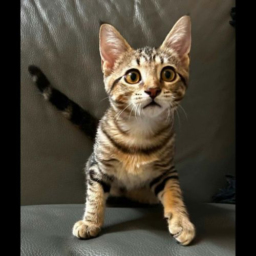 Metis, adorable chaton à l'adoption