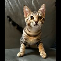 Metis, adorable chaton à l'adoption #0