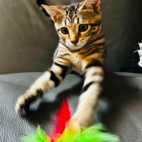 Metis, adorable chaton à l'adoption #3