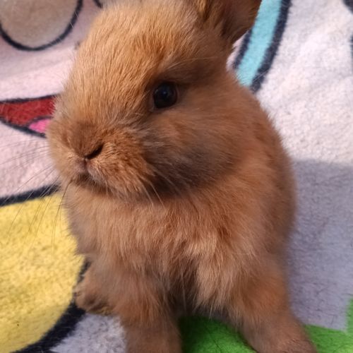 Lapineaux  à adopter #1