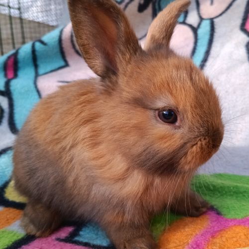 Lapineaux  à adopter #2