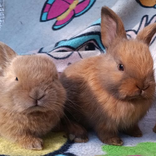 Lapineaux  à adopter #4