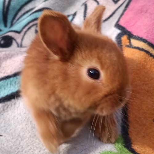 Lapineaux  à adopter