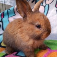 Lapineaux  à adopter #2