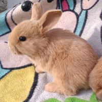 Lapineaux  à adopter #3