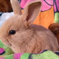 Lapineaux  à adopter #5
