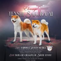Futurs chiots akita inu lof a réserver