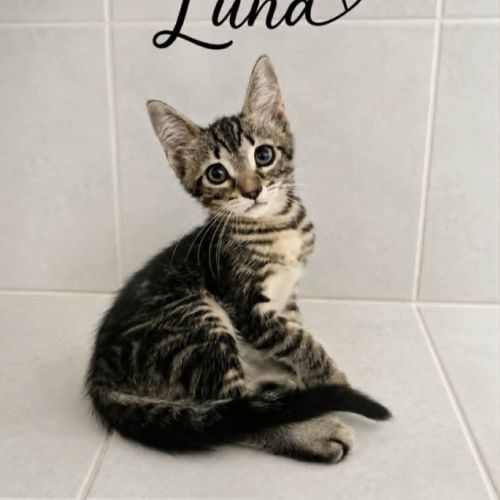 Luna, adorable chaton à l'adoption