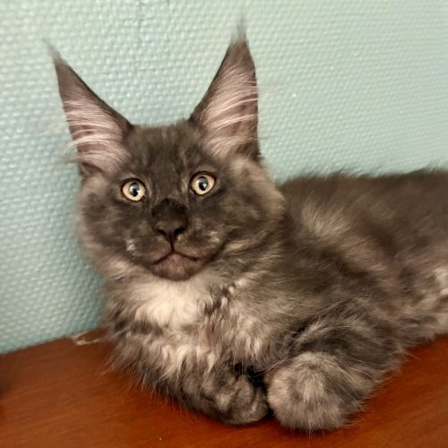 Maine coon xl dispo de suite #1