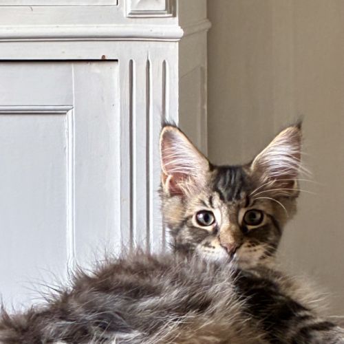 Maine coon xl dispo de suite