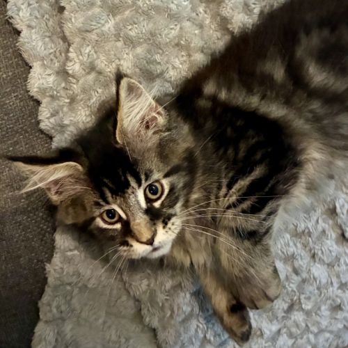 Maine coon xl dispo de suite #3