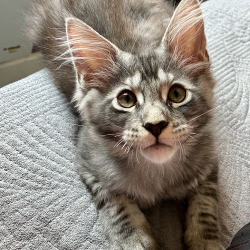 Maine coon xl dispo de suite #4