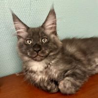Maine coon xl dispo de suite #1