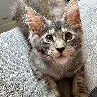 Maine coon xl dispo de suite #4