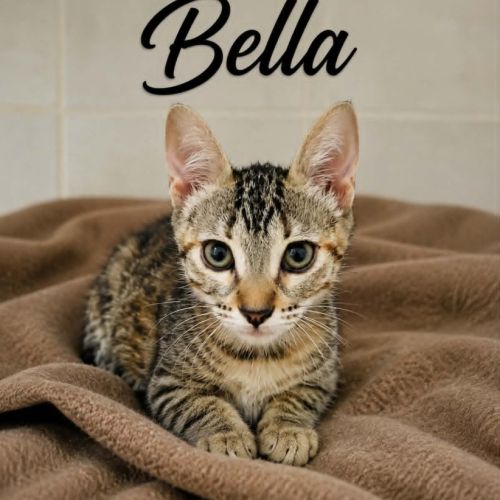 Bella, adorable chaton à l'adoption