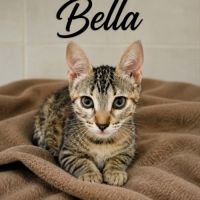 Bella, adorable chaton à l'adoption