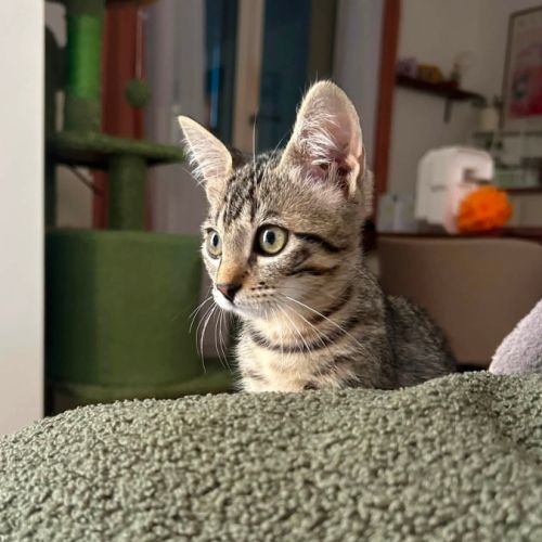 Booby, princesse pleine de vie et câline