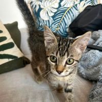 Booby, princesse pleine de vie et câline #2