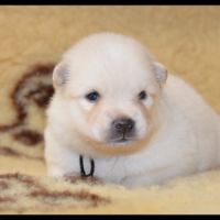 Chiots finnois de laponie à réserver