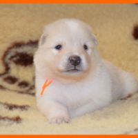 Chiots finnois de laponie à réserver #2