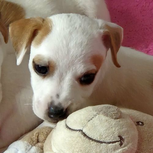A réserver chiots jack russel terrier lof #0