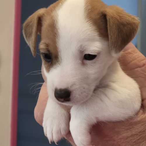 A réserver chiots jack russel terrier lof #2