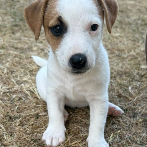A réserver chiots jack russel terrier lof #3