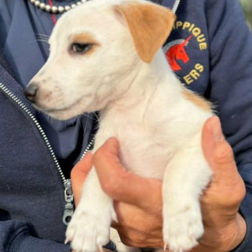 A réserver chiots jack russel terrier lof #6