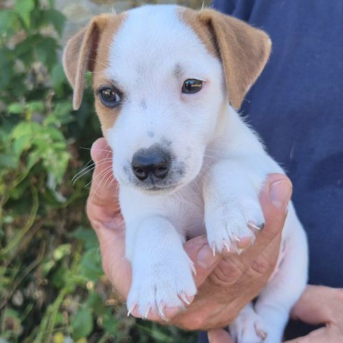 A réserver chiots jack russel terrier lof #7