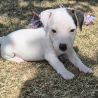 A réserver chiots jack russel terrier lof #4