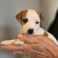 A réserver chiots jack russel terrier lof #5