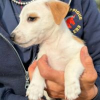 A réserver chiots jack russel terrier lof #6