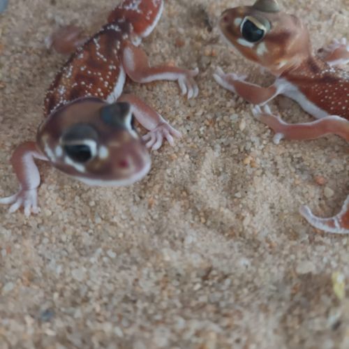 Gecko nephrurus levis pilbarensis