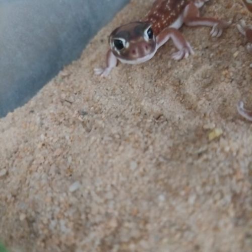 Gecko nephrurus levis pilbarensis #3