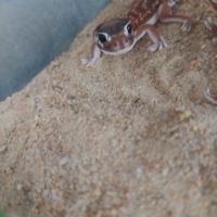 Gecko nephrurus levis pilbarensis #3